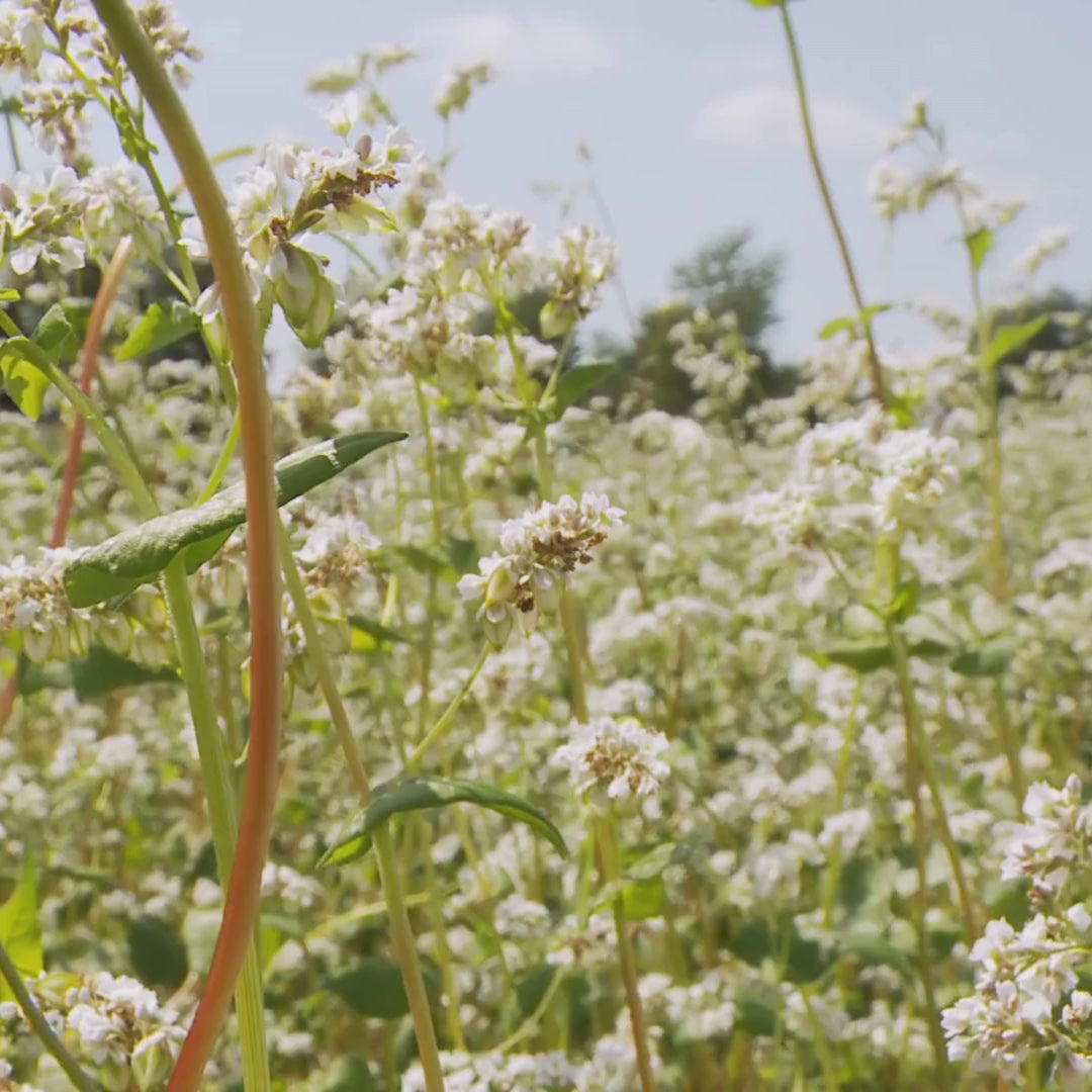 Load video: The Secret Garden Collection